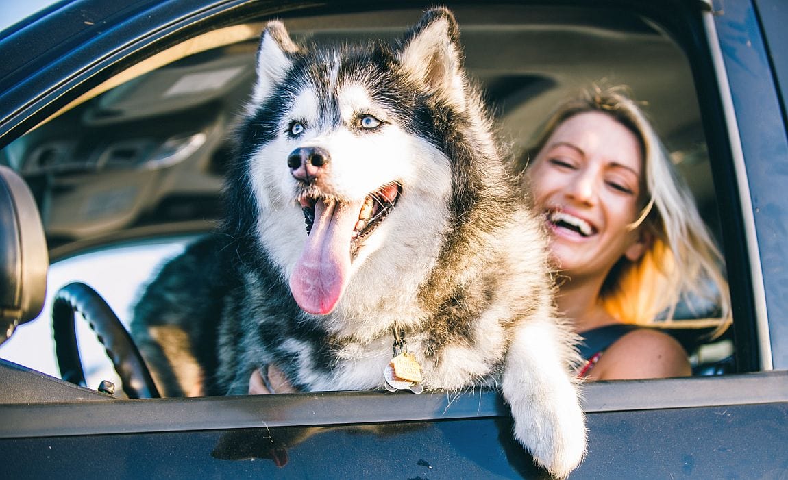 The 5 Best Cars for Big Dog Owners Car Community